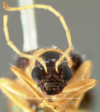 Media type: image; Entomology 18301   Aspect: head frontal view